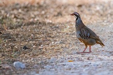 a red-legged partridge crosses a gravel path