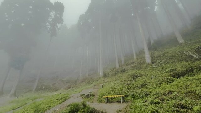  Pine forest in Lamahatta Eco Park Darjeeling, WB