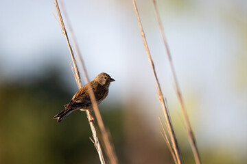 a female linnet sits on reed