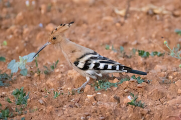 a hoopooe on an agricultural field