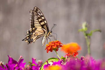 swallowtail butterfly collect pollen on colorful flowers