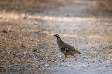 a red-legged partridge crosses a gravel path