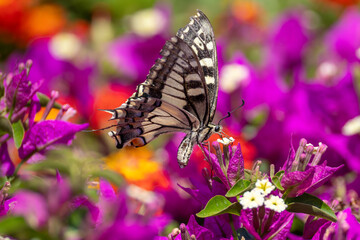 swallowtail butterfly collect pollen on colorful flowers