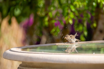 female sparrow takes a bath in a fountain