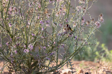 goldfinch in a thistlebush