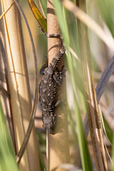 a wall gecko in the balearic islands