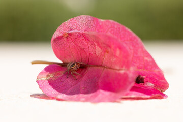 close-up of a jumping spider inside a pink blossom of a bougainvillea flower