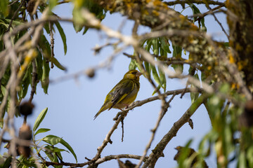 greenfinch sits on a branch of a almond tree