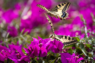 two playing swallowtail butterflies