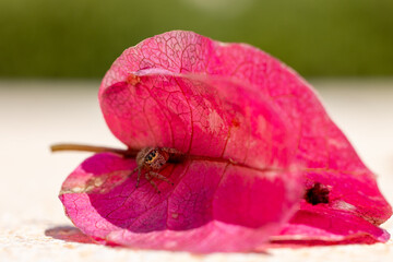 close-up of a jumping spider inside a pink blossom of a bougainvillea flower