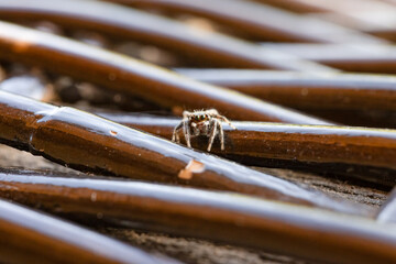 close-up of a jumping spider on rattan