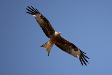 a red kite flies in the blue sky