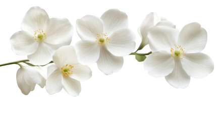 Title: Elegant White Flowers on a Single Branch Stalk Isolated Against a Clean White Background