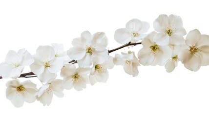 Fototapeta premium Title: Elegant White Flowers on a Single Branch Stalk Isolated Against a Clean White Background