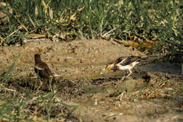 A cute Spotted Hyena puppy plays with a ball in the vibrant green grass on a sunny day