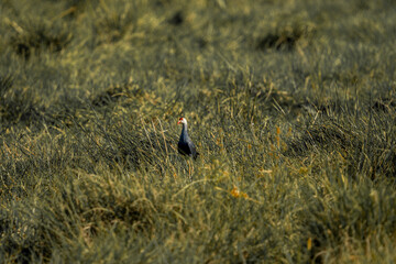 A Purple Swamphen, Grey-headed Swamphen feathered wild bird with black wings and a beak is in the grass