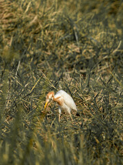 A stunning great blue heron, a large white egret, and a great white heron Ardea cinerea stand in a natural wetland