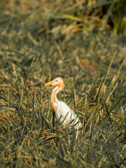 A stunning great blue heron, a large white egret, and a great white heron Ardea cinerea stand in a natural wetland