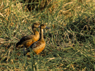 Lesser Whistling-duck foraging in an open grassland.
