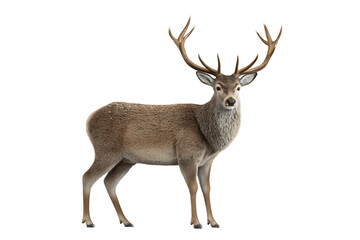 Fototapeta premium Deer, separated on transparent background