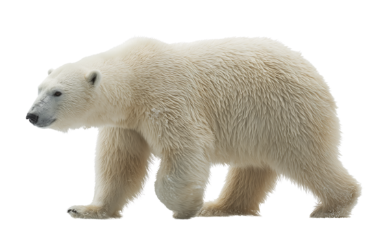White Bear, Separated on Transparent Background