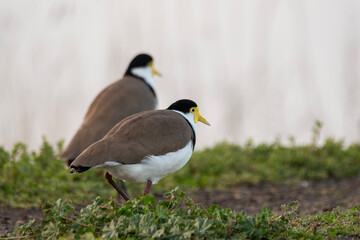 Fototapeta premium Masked Lapwing (Vanellus Miles)