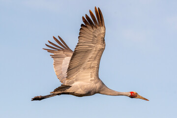 Brolga (Antigone Rubicunda)