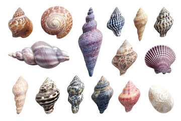 A Group of Seashells, Separated on Transparent