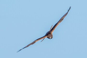 Swamp Harrier (Circus Approximans)
