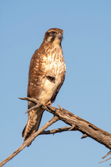 Brown Falcon (Falco Berigora)