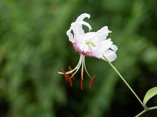 白い花びらに赤い斑点のカノコユリ