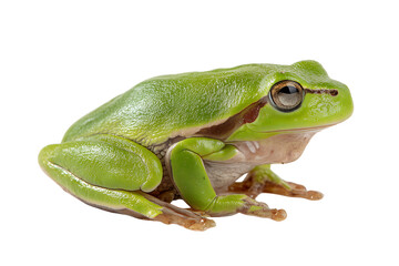 Fototapeta premium Frog on transparent background