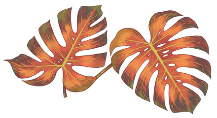 Transparent Monstera Leaf Illustration Tropical Foliage Plant Nature