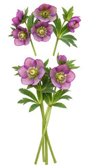 Watercolor Illustration Hellebore Bouquet Purple Flower Isolated Transparent