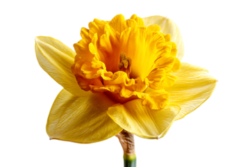 A Vivid Yellow Daffodil in Full Bloom Against a Pristine White Background