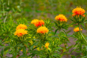 紅花