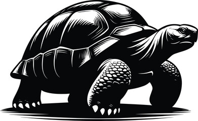 Tortoise vector illustration isolated on white background