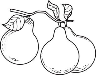 Three Pears on a Branch Line Art Illustration. Simple Black and White Outline Drawing of Fruit with Leaves.