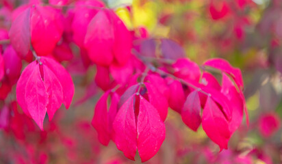 Autumn tree branch. Nature in fall season. Autumnal red leaves. Seasonal red leaves on tree. Natural autumn leaves. Autumn beauty of nature. Fall season nature. Fall leaves on tree