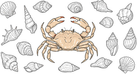 Detailed hand drawn crab and seashell collection on white background