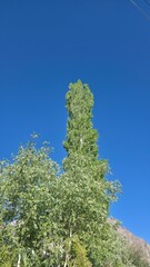 Poplar Trees in Ladakh Breeze
