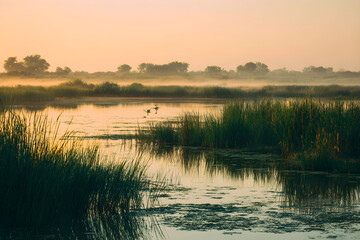 Golden Hour Embrace: Tranquility and Harmony in the Wetland Reaches at Dusk