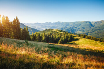 Gorgeous summer day in wild mountains with coniferous forest with lush greenery and blue sky. Carpathians, Ukraine, Europe.