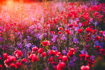 Blooming wildflowers paint a vivid landscape in warm evening light.