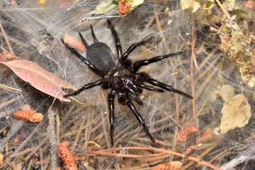 Closeup of the endangered Gibraltar or Spanish funnel-web spider Macrothele calpeiana from Málaga,...