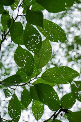 green leaves on a tree