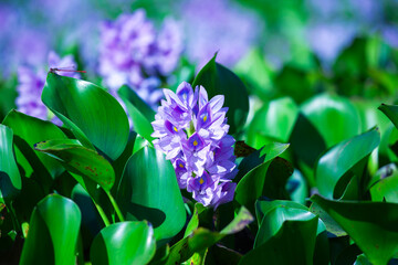 Blooming Eichhornia crassipes or common water hyacinth. Water hyacinth flower and dragonfly on leaf.