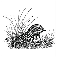 Beautifully detailed quail is nestled among tall grasses and delicate wildflowers, rendered in a striking black and white illustration isolated on white background