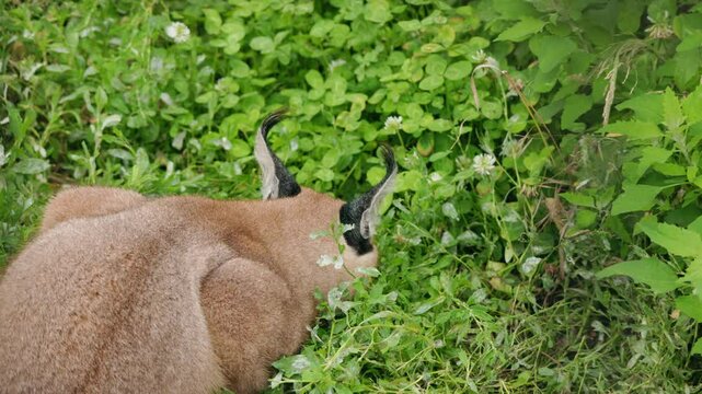 Wild caracal with tufted ears eating prey hidden in tall green grass and clover underbrush in natural habitat