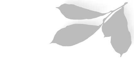 shadow Green leaves on a branch isolated on transparent background in nature
